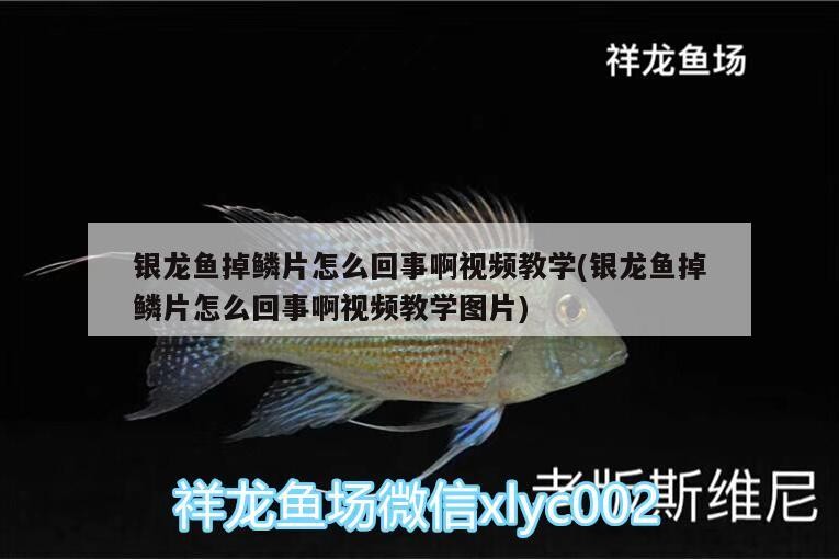 銀龍魚掉鱗片怎么回事啊視頻教學(銀龍魚掉鱗片怎么回事啊視頻教學圖片)