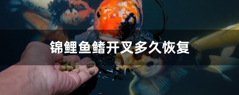 錦鯉魚鰭開叉多久恢復
