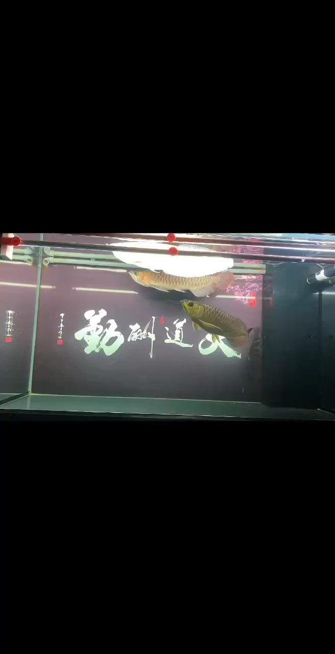 早知如此絆人心，何如當初莫相識