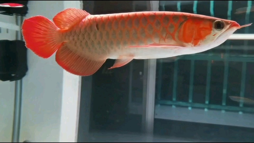 紅龍魚30公分多點