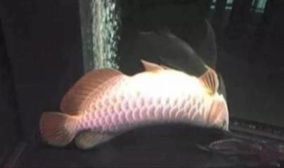如何辨別紅龍魚健康狀況：如何判斷紅龍魚的健康狀況