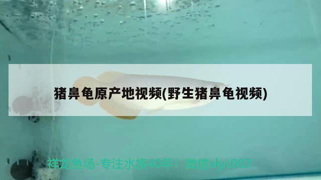 豬鼻龜原產地視頻(野生豬鼻龜視頻)