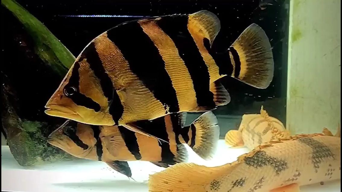 葫蘆島觀賞魚水草養(yǎng)殖基地電話地址（遼西地區(qū)是不是不適合人類居住）