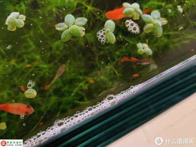 南京大型魚缸定做廠家電話號碼（南京大型魚缸定做廠家電話號碼查詢）