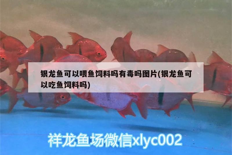 銀龍魚可以喂魚飼料嗎有毒嗎圖片(銀龍魚可以吃魚飼料嗎)