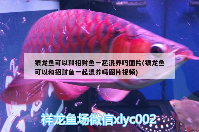 銀龍魚可以和招財(cái)魚一起混養(yǎng)嗎圖片(銀龍魚可以和招財(cái)魚一起混養(yǎng)嗎圖片視頻) 銀龍魚可以和招財(cái)魚一起混養(yǎng)嗎圖片(銀龍魚可以和招財(cái)魚一起混養(yǎng)嗎圖片視頻) 銀龍魚百科