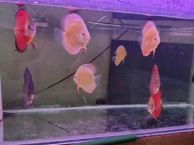 龍魚發紅是怎么回事：龍魚發紅可能由多種原因引起