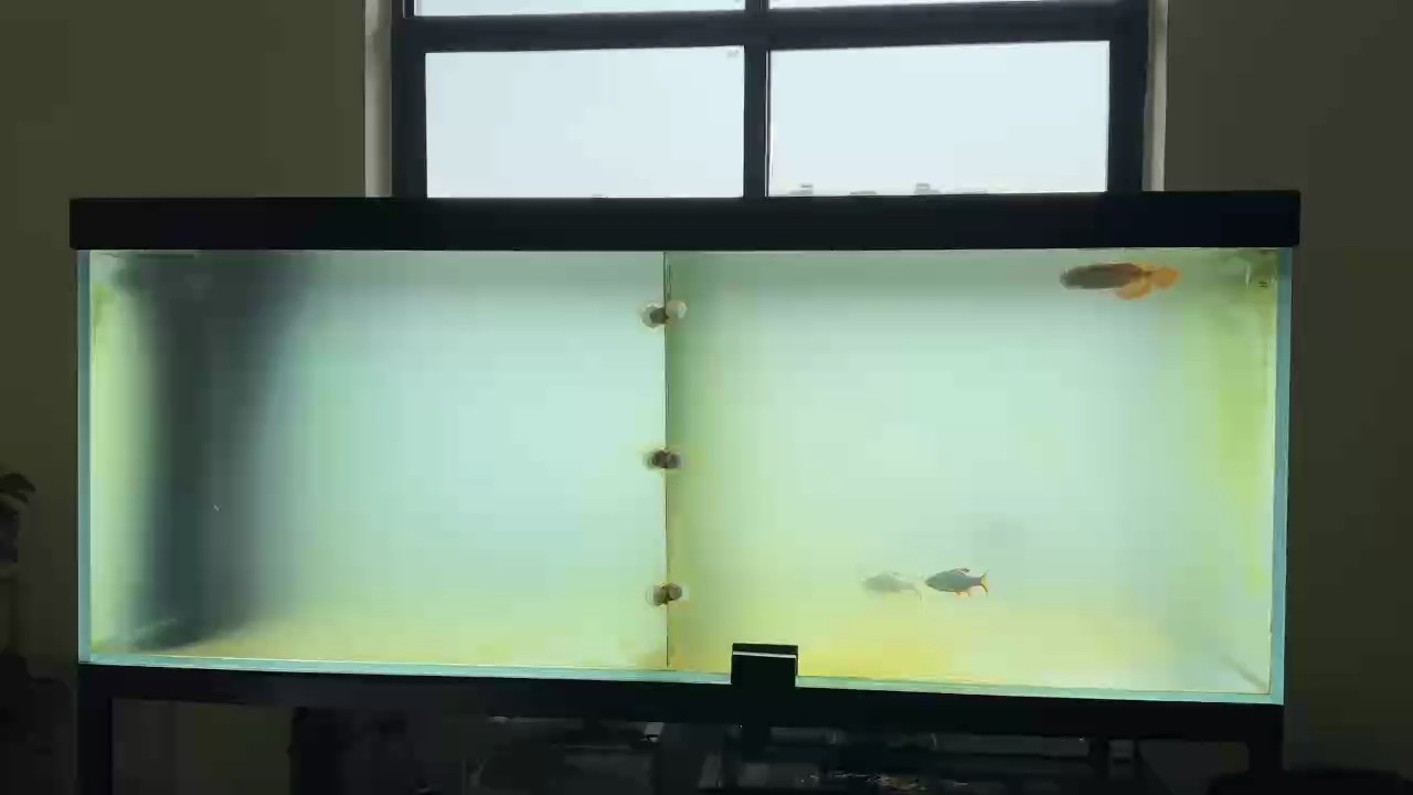 綠水褪了…… 綠水褪了…… 龍魚(yú)論壇 第1張