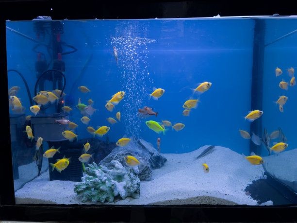 大亞灣哪里有賣魚缸的店鋪呢：大亞灣哪里有賣魚缸的店鋪