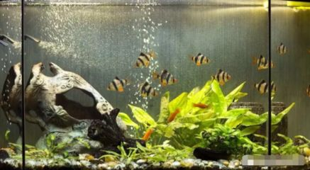 大亞灣哪里有賣魚缸的店鋪呢：大亞灣哪里有賣魚缸的店鋪