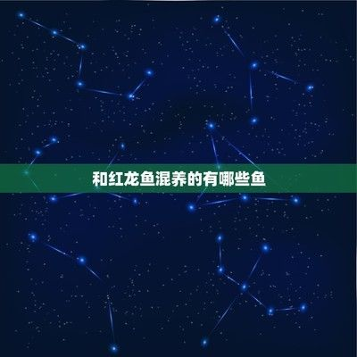 兩條紅龍魚(yú)一起混養(yǎng)成功：兩條紅龍魚(yú)混養(yǎng)成功案例分享紅龍魚(yú)混養(yǎng)成功案例分享