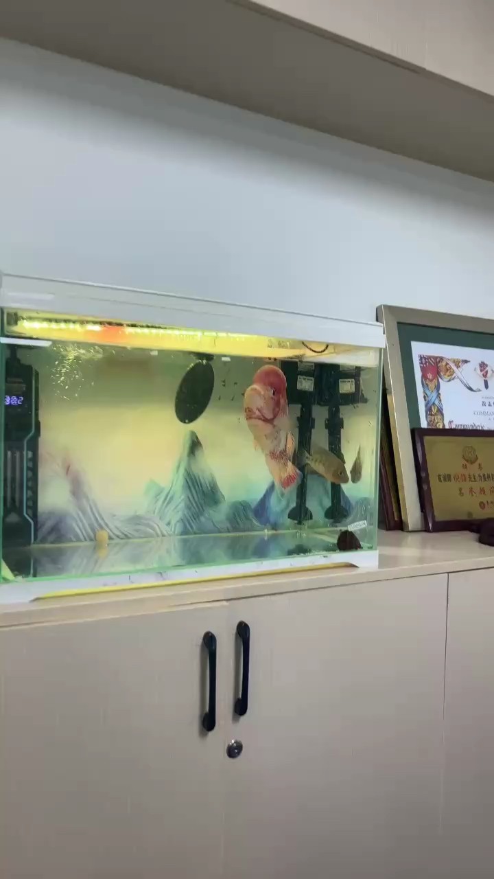 金龍魚長到50cm需要多大的魚缸？，金龍魚從出生到50cm長需要約1-2年時間