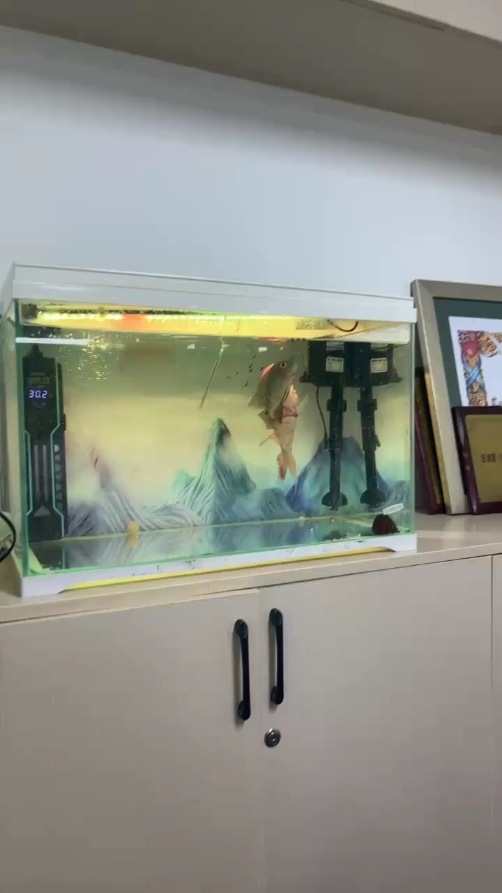 不敢吃食，反爾沙包很積極，