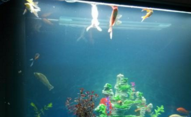 祥龍魚場水族館加盟電話（祥龍魚場觀賞魚）