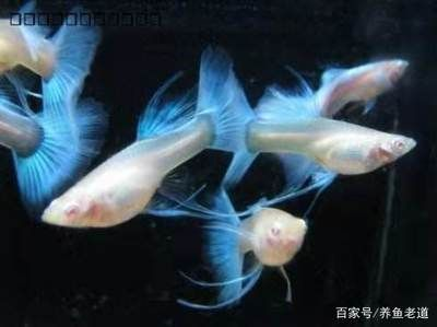 斗魚用大魚缸飼養好不好：斗魚的飼養技巧