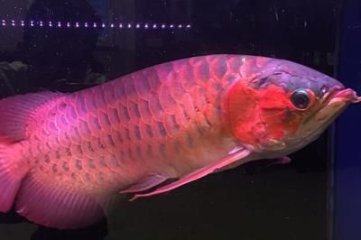 紅龍魚水溫多少發色最好釣魚：紅龍魚發色的重要因素是紅龍魚發色的重要因素之一