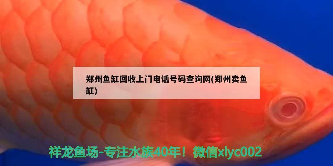 鄭州魚缸回收上門電話號碼查詢網(鄭州賣魚缸)