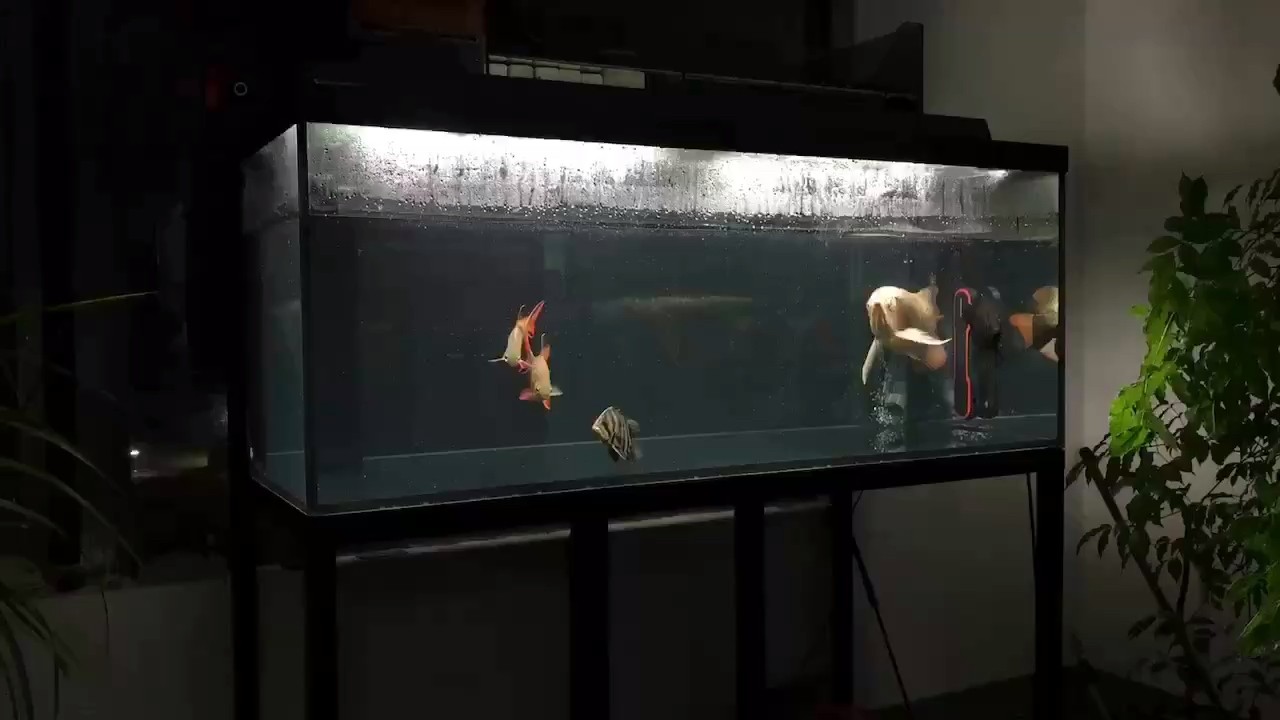 夜色真美