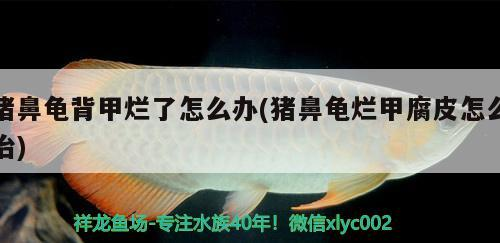 豬鼻龜背甲爛了怎么辦(豬鼻龜爛甲腐皮怎么治)