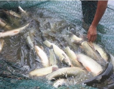 紅龍魚水霉病怎么治療好的快：如何治療紅龍魚水霉病