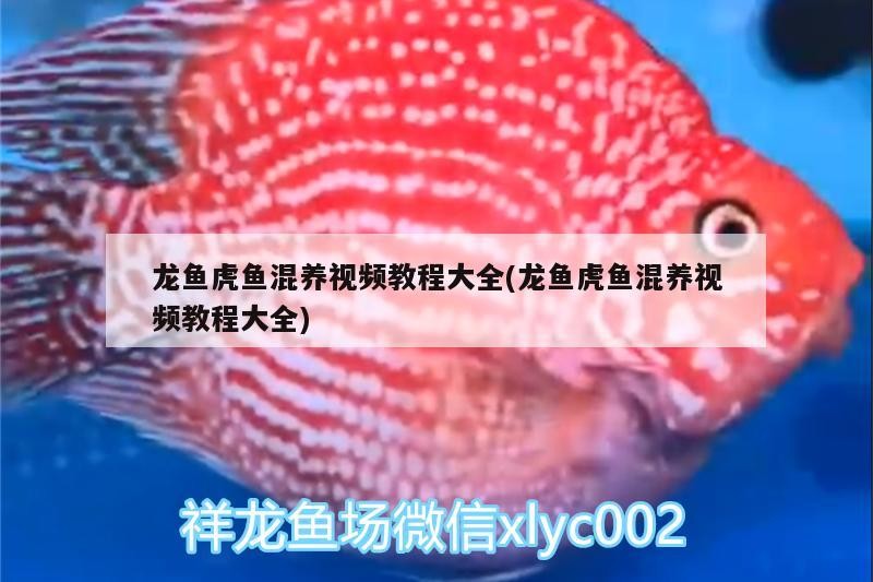 龍魚虎魚混養視頻教程大全(龍魚虎魚混養視頻教程大全)