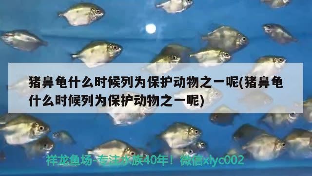 豬鼻龜什么時候列為保護動物之一呢(豬鼻龜什么時候列為保護動物之一呢)