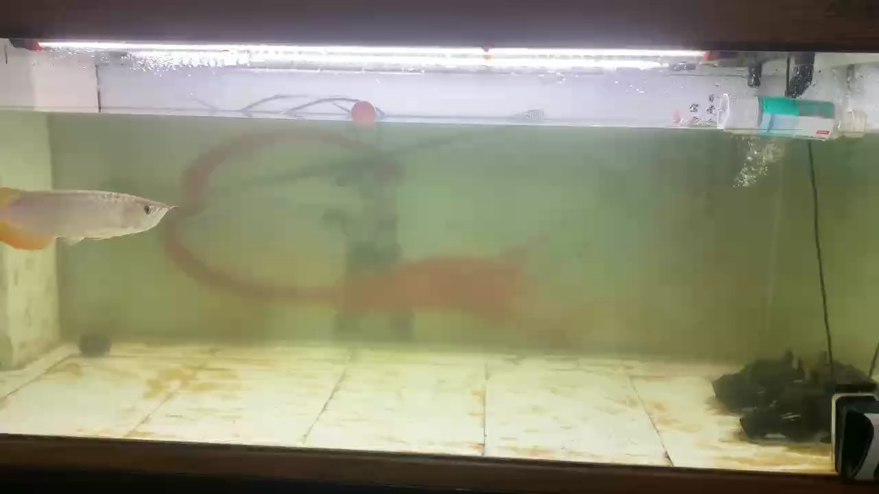 今天換水比以前都早，就是不想洗魚缸