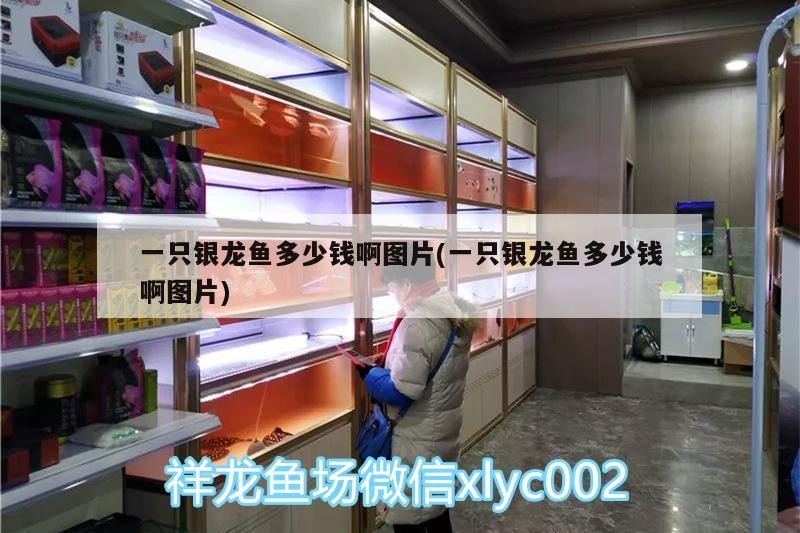 一只銀龍魚多少錢啊圖片(一只銀龍魚多少錢啊圖片)