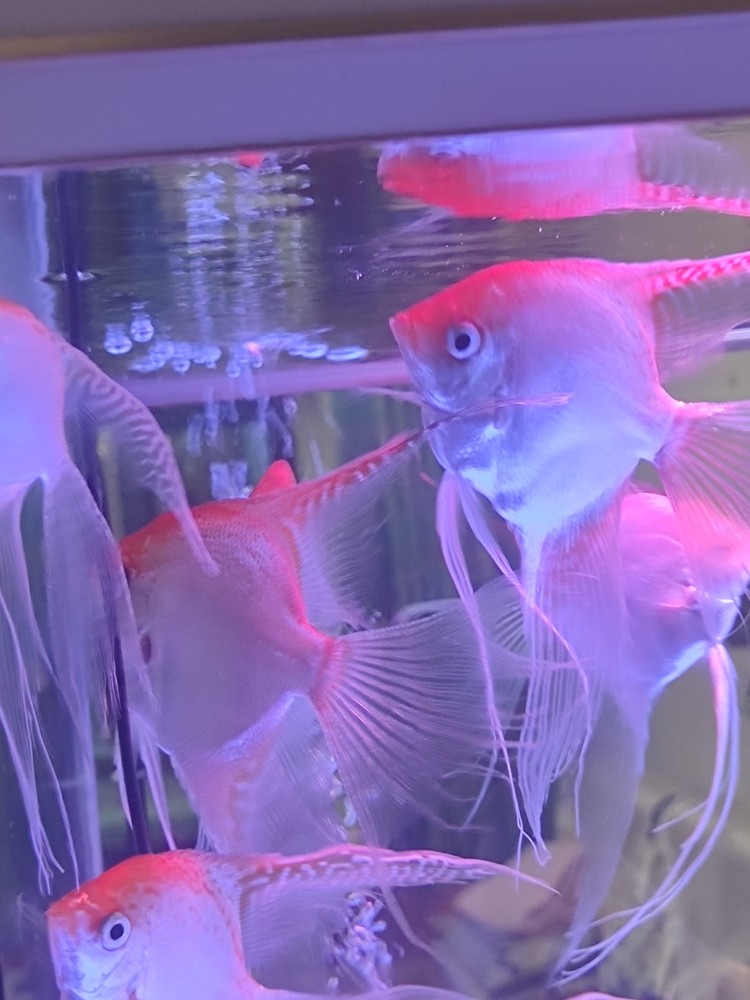 金頂，金頂熊貓神仙魚。