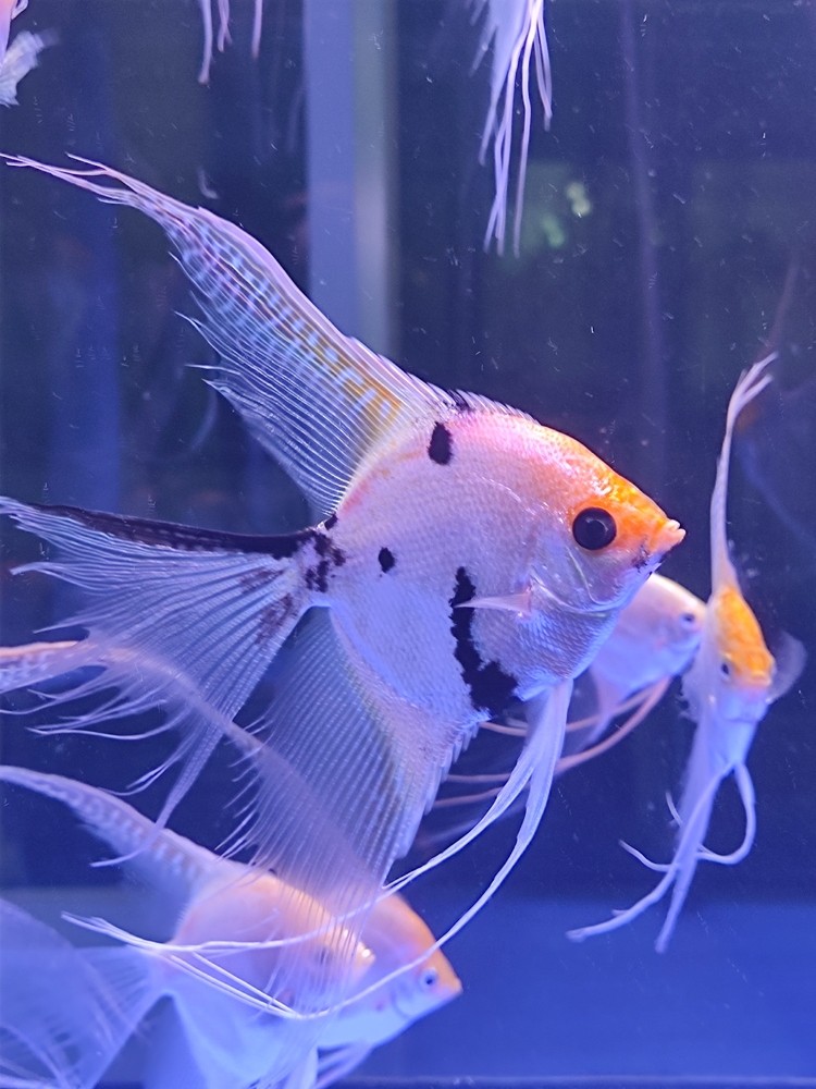 金頂，金頂熊貓神仙魚。
