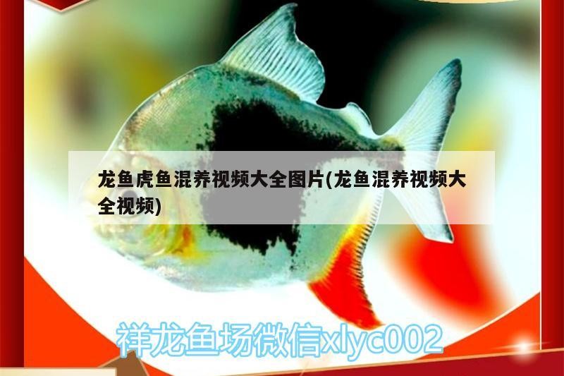 龍魚虎魚混養視頻大全圖片(龍魚混養視頻大全視頻)