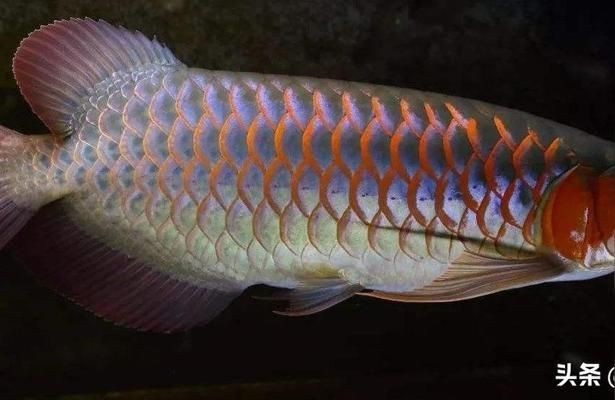 紅龍魚(yú)為什么有時(shí)趴缸不動(dòng)：紅龍魚(yú)趴缸不動(dòng)可能由多種因素引起，紅龍魚(yú)趴缸不動(dòng)的原因及處理