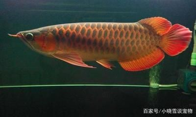 紅龍魚營養需求詳解：紅龍魚的營養需求詳解