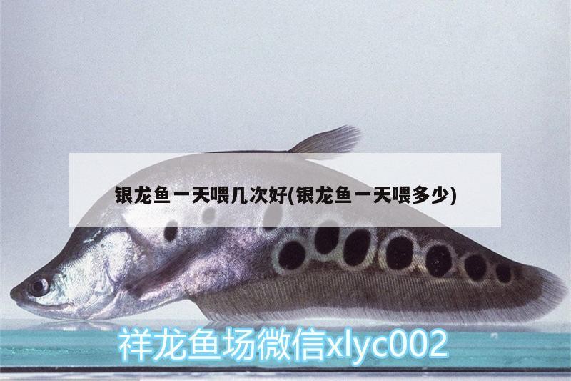銀龍魚一天喂幾次好(銀龍魚一天喂多少)