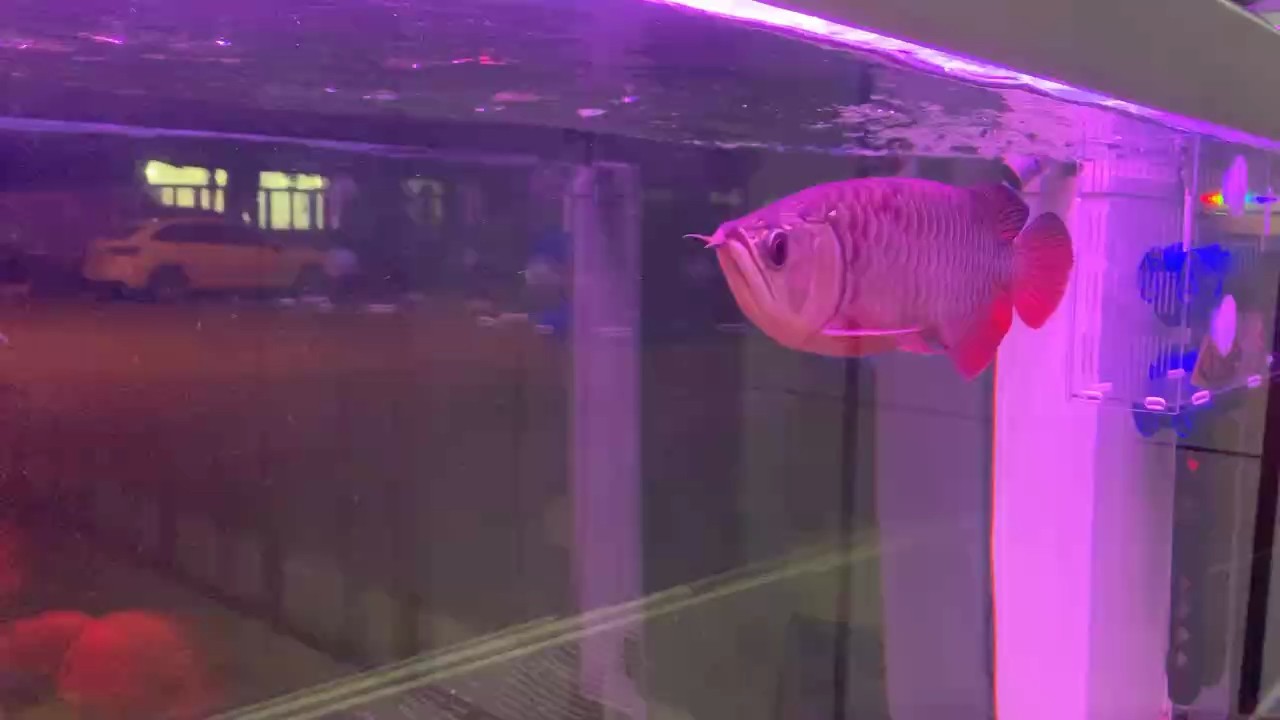 兩個月大了有5公分