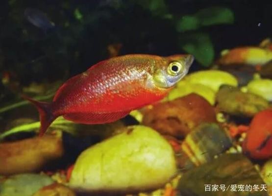 武吉美拉金龍魚和祥龍魚場哪個更稀有，吉吉美拉金龍魚與祥龍魚場的區別