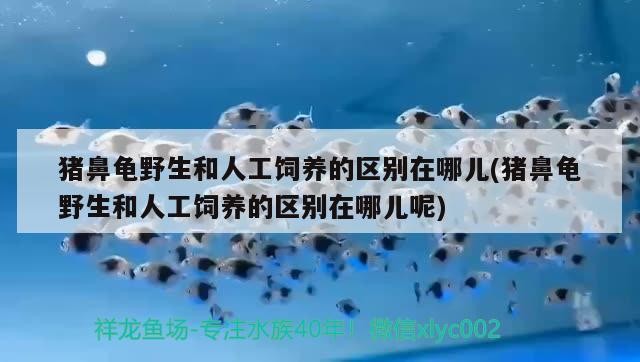 豬鼻龜野生和人工飼養的區別在哪兒(豬鼻龜野生和人工飼養的區別在哪兒呢)