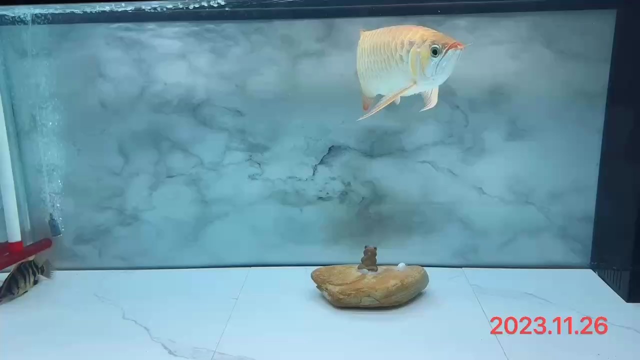 2023.11.26