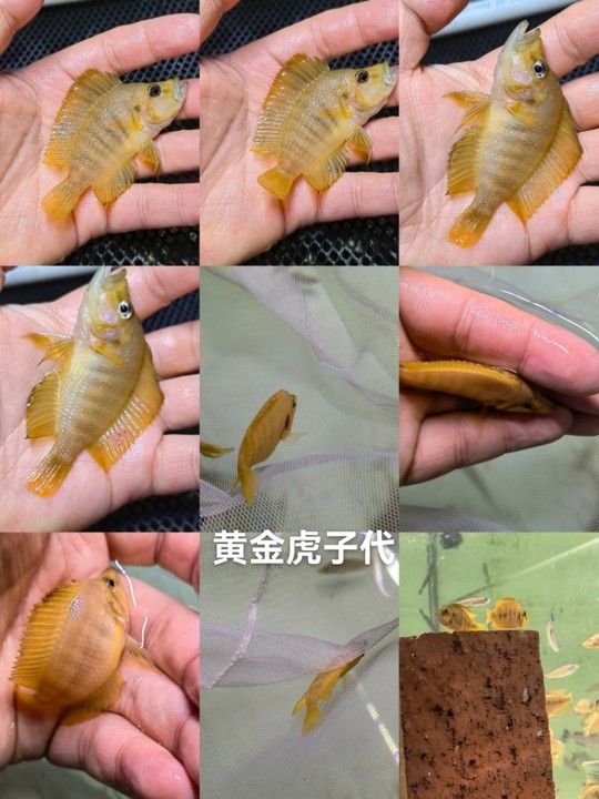 極品黃金虎