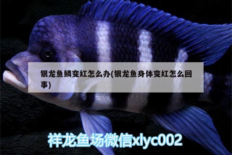 銀龍魚鱗變紅怎么辦(銀龍魚身體變紅怎么回事)