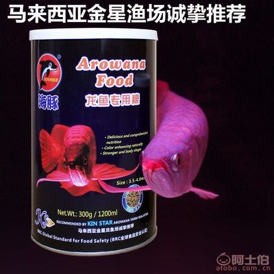紅龍魚哪里的最好買：如何挑選紅龍魚