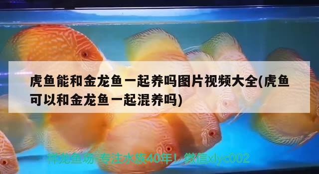 虎魚能和金龍魚一起養嗎圖片視頻大全(虎魚可以和金龍魚一起混養嗎)