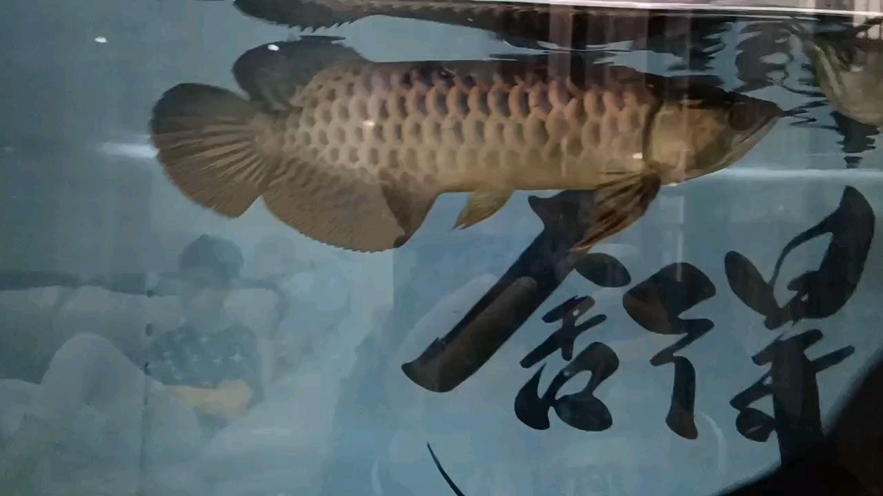 小金龍大了很多，膽子也大了