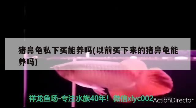 豬鼻龜私下買能養(yǎng)嗎(以前買下來的豬鼻龜能養(yǎng)嗎)