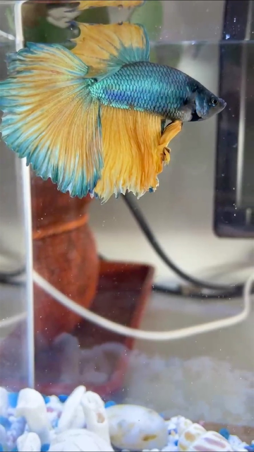 半月斗魚