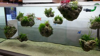 超小型魚缸造景設(shè)計效果圖：超小型魚缸的造景設(shè)計