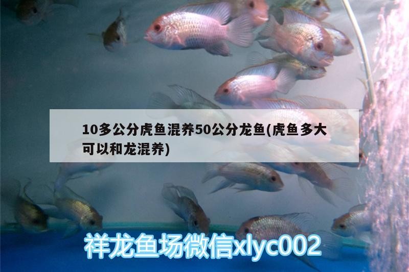 10多公分虎魚(yú)混養(yǎng)50公分龍魚(yú)(虎魚(yú)多大可以和龍混養(yǎng))