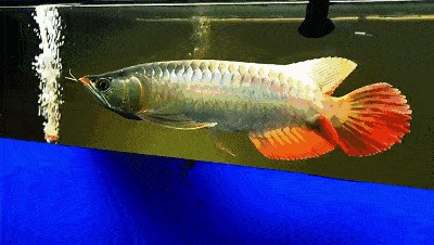 紅龍魚經常在缸底部呆著會怎么樣：紅龍魚經常在缸底部呆著怎么辦
