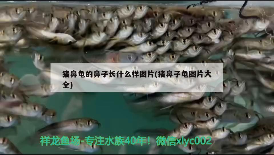 豬鼻龜的鼻子長什么樣圖片(豬鼻子龜圖片大全)
