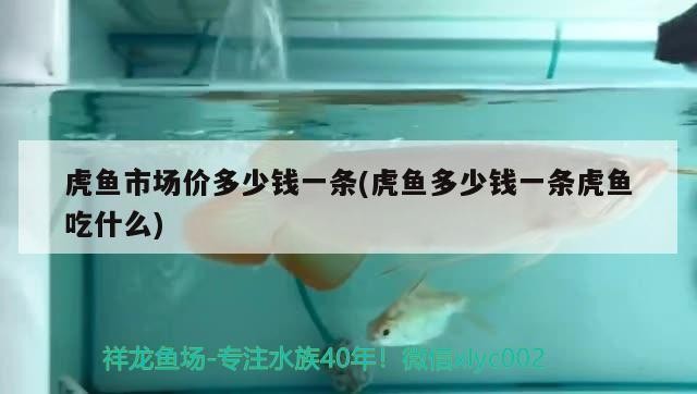 虎魚市場價多少錢一條(虎魚多少錢一條虎魚吃什么)